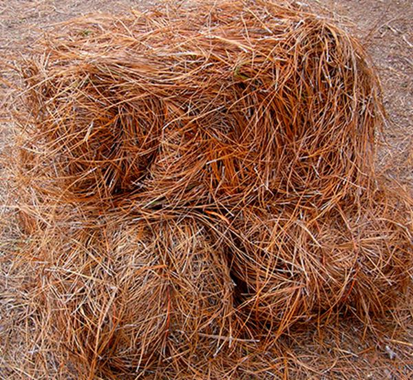 Creek Nursery. STRAW CAROLINA LONG LEAF PINE*